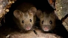 Lupta de șoareci în țară: modalități de a scăpa de